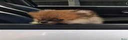 Pomeranian dogs for sale: Beautiful teddy faced female  - Advert 2