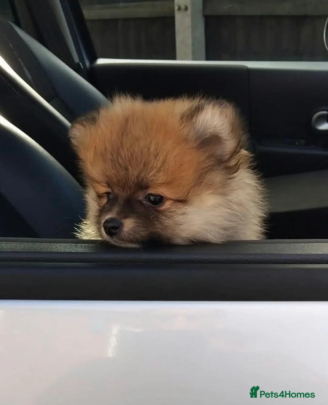 Pomeranian dogs for sale: Beautiful teddy faced female  - Advert 2