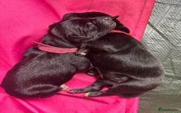 Mixed Breed dogs for sale: Mixed breed Labrador puppies  - Image 8