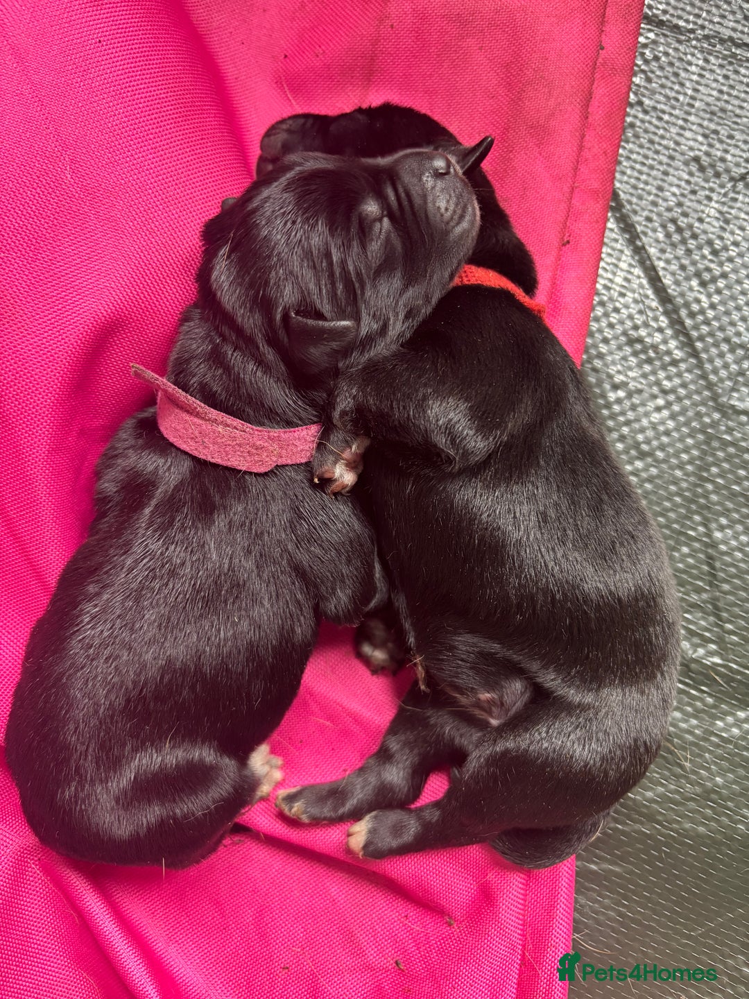 Mixed Breed dogs for sale: Mixed breed Labrador puppies  - Image 8