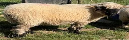 Sheep livestock for sale: Pedigree Registered Blacknose Valais Ewes - Advert 7