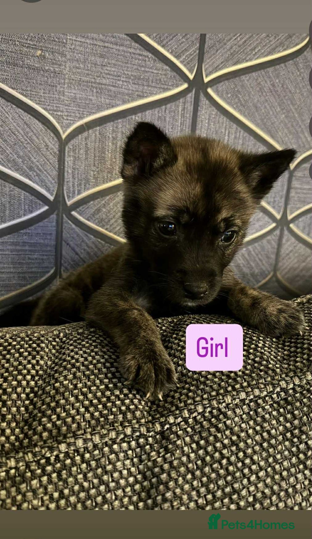 Huskita dogs for sale: Stunning little huski pups  - Advert 4