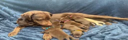 Labrador Retriever dogs for sale: Chocolate Labrador Puppies in Spalding - Advert 14
