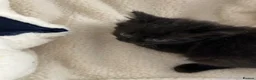 Mixed Breed cats for sale: Beautiful Kittens  - Advert 12