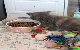 Mixed Breed cats for sale: Siamese/ragdoll/Scottish fold  - Image 14