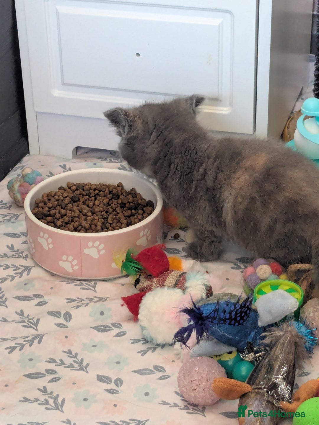 Mixed Breed cats for sale: Siamese/ragdoll/Scottish fold  - Image 14