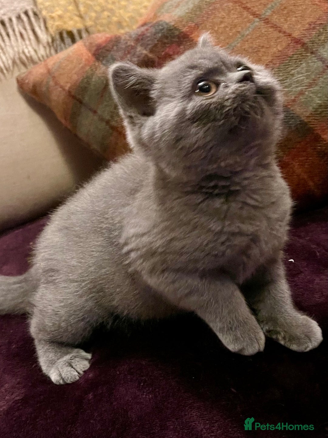 British Shorthair cats for sale: Champion Sired Female BSH - Advert 20