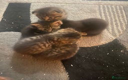 British Shorthair cats for sale: Kittens for sale - Image 1