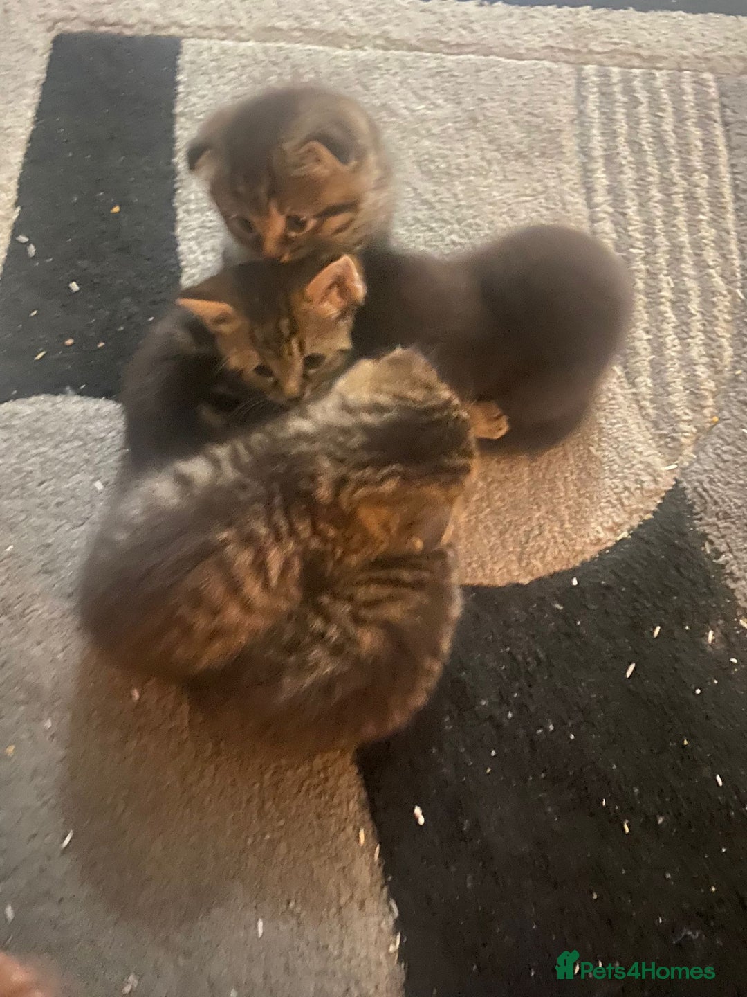 British Shorthair cats for sale: Kittens for sale - Image 1