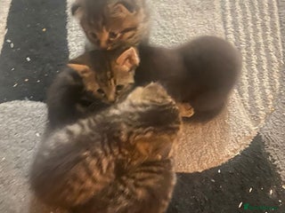 British Shorthair cats - Advert 10