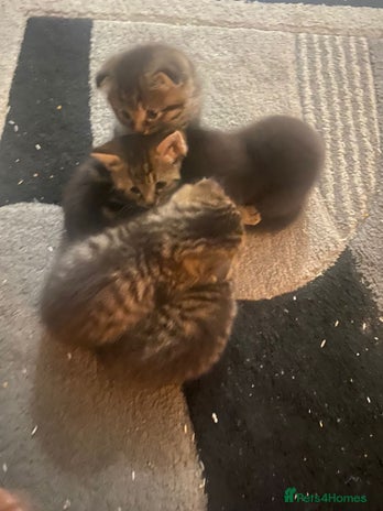 British Shorthair cats - Advert 10