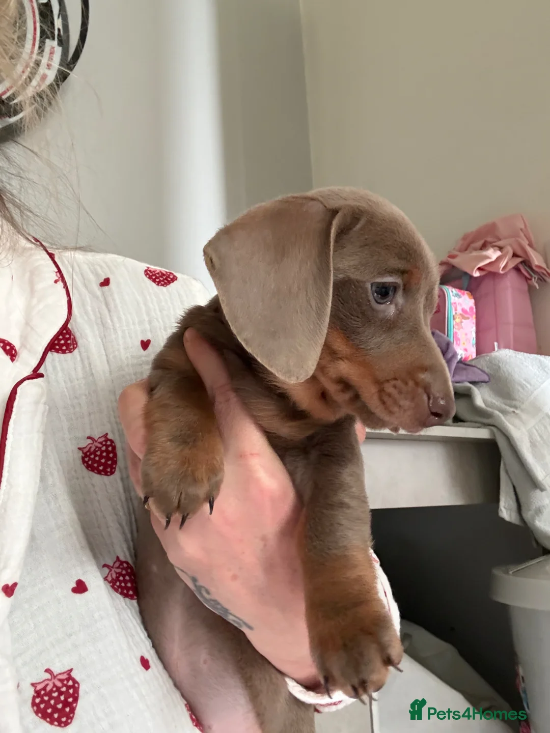 Dachshund dogs for sale: Dachshund puppy  - Advert 4