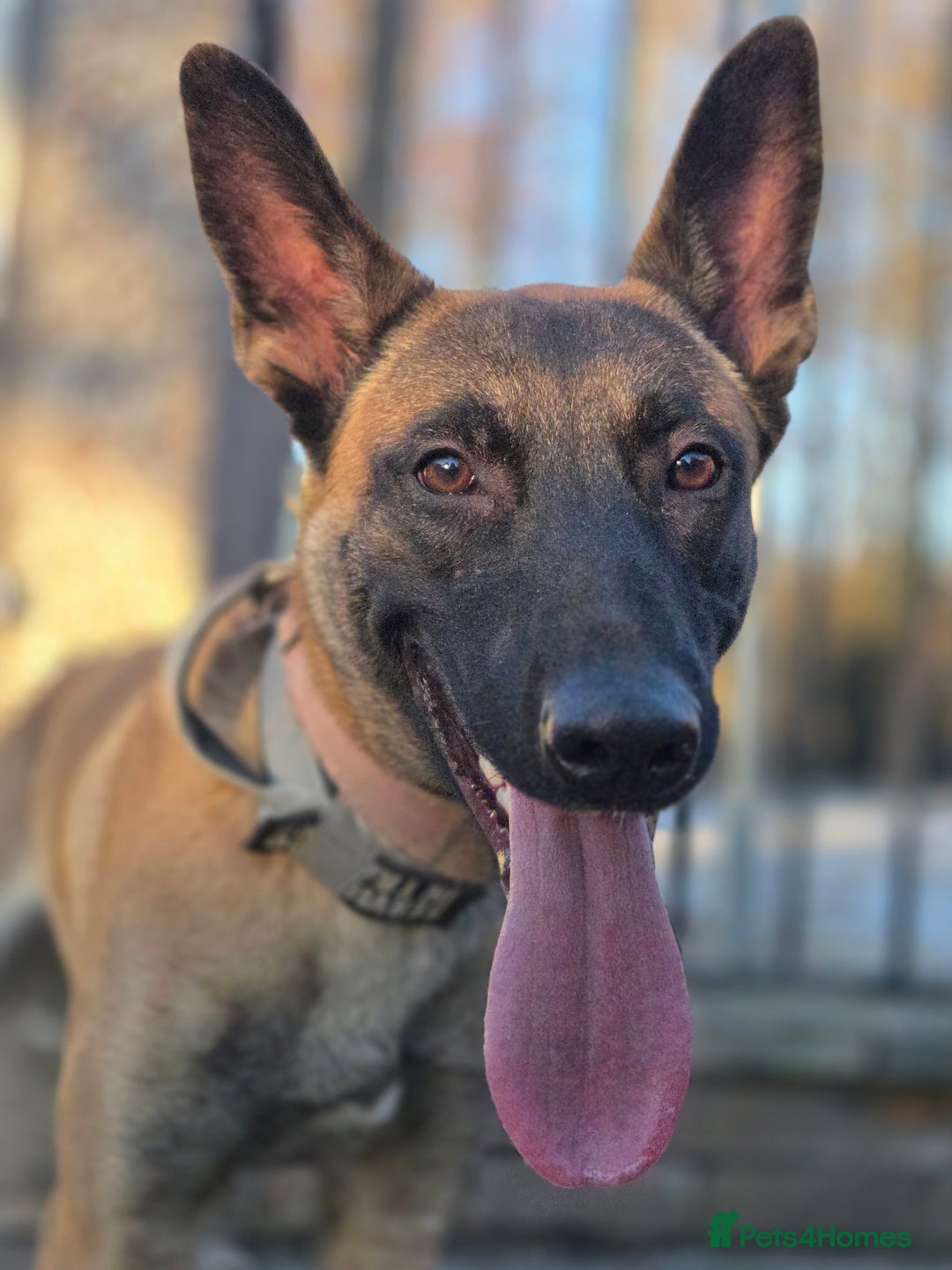 Belgian Shepherd Dog dogs for sale: 🔥 Meet Narla – Young, Driven & Ready to Work! 🔥 - Advert 6