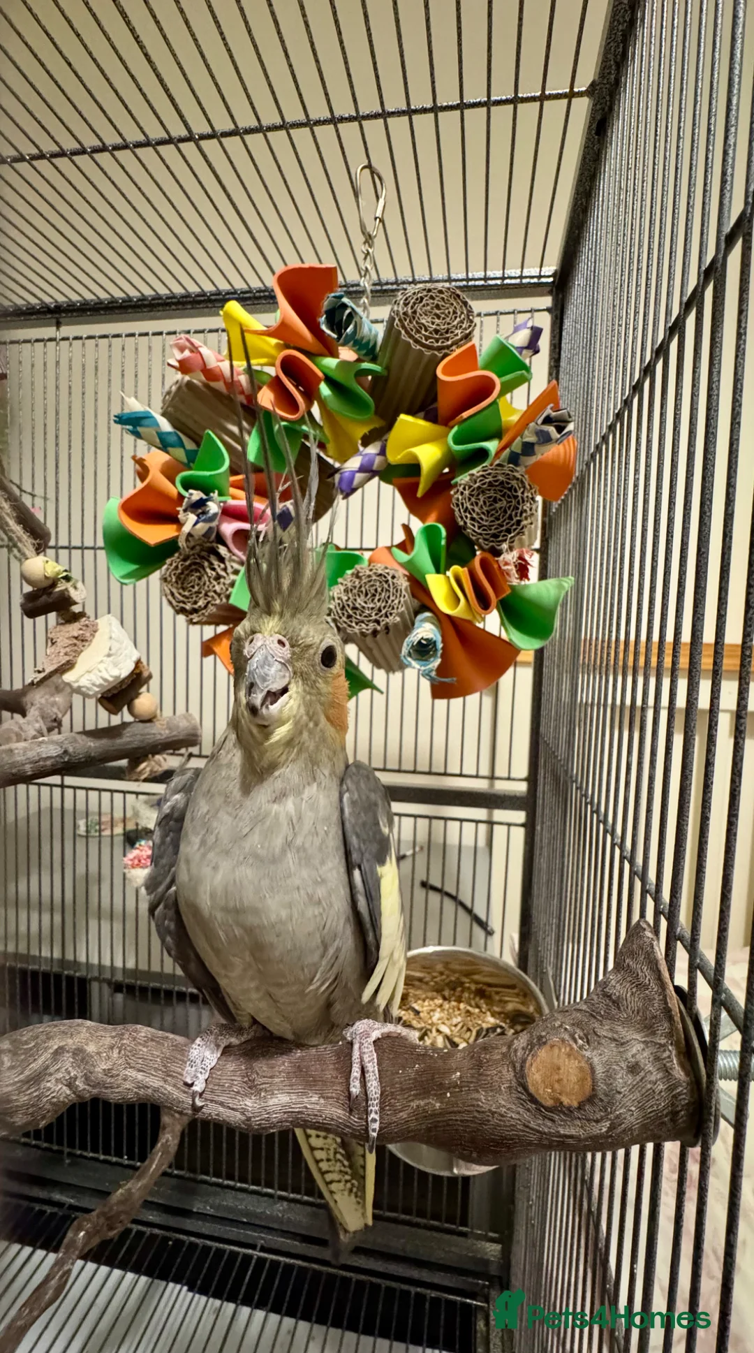 Cockatiels birds for sale: Beautiful 18 Month Old Cockatiel and Setup - Advert 2