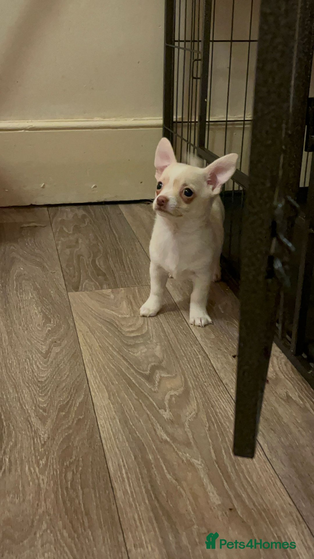 Chihuahua dogs for sale: Two male chihuahuas  - Advert 17