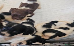 English Springer Spaniel dogs for sale: Springer spaniel puppy's  - Image 17
