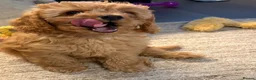 Cavapoo dogs for sale: Cavapoo Boy 8 weeks  - Advert 2