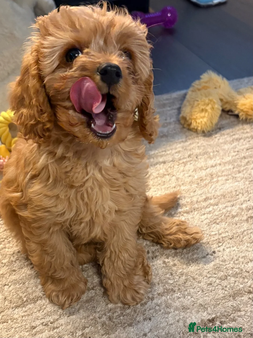 Cavapoo dogs for sale: Cavapoo Boy 8 weeks  - Advert 2