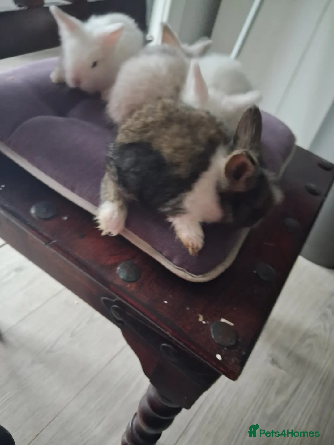 Lionhead rabbits for sale: 🐰 Beautiful Lionhead Rabbits for Sale 🐰 - Advert 10