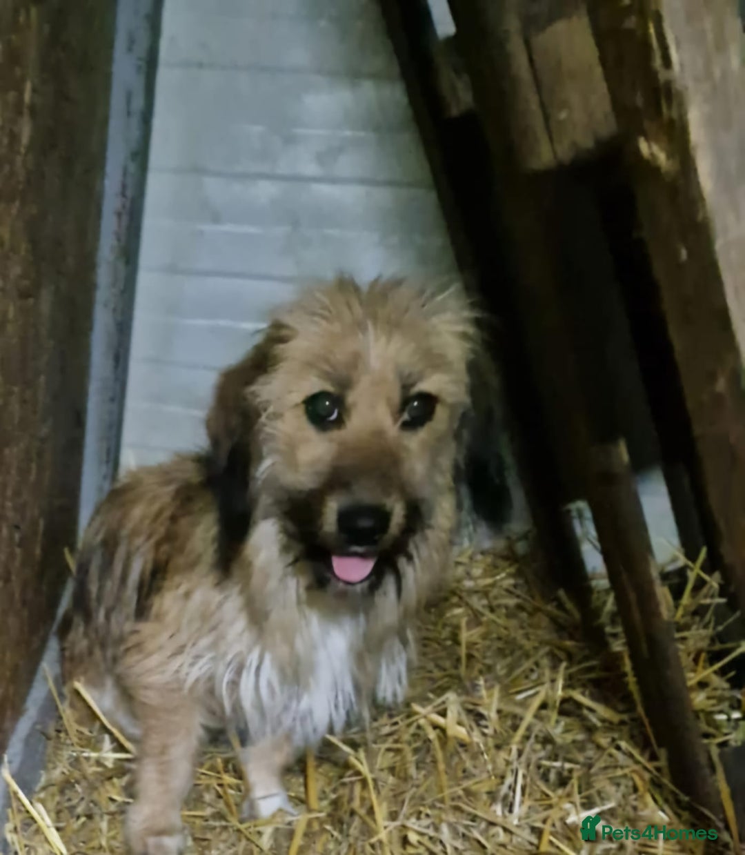 Mixed Breed dogs for adoption: 🌼 Meet Maya 🌼 – a sweet little survivor - Advert 2