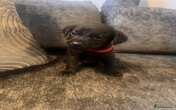 Labrador Retriever dogs for sale: Beautiful Labrador retrievers puppies  in Manchester - Image 1