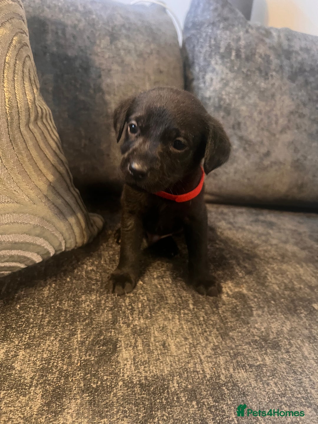 Labrador Retriever dogs for sale: Beautiful Labrador retrievers puppies  in Manchester - Image 1