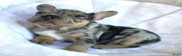 French Bulldog dogs for sale: TOP QUALITY FRENCH BULLDOG PUPPIES  - Advert 8