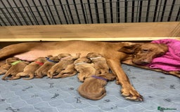Hungarian Vizsla dogs for sale: Hungarian Vizsla Puppies  - Image 6