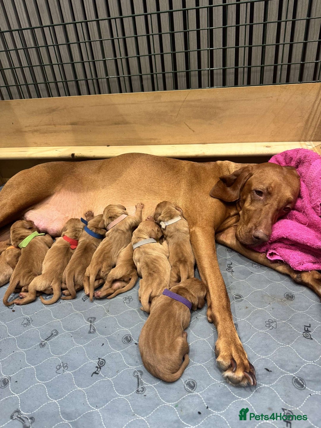 Hungarian Vizsla dogs for sale: Hungarian Vizsla Puppies  - Image 6