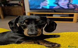 Miniature Dachshund dogs for stud: Female Minature Daschaund looking for stud - Image 2