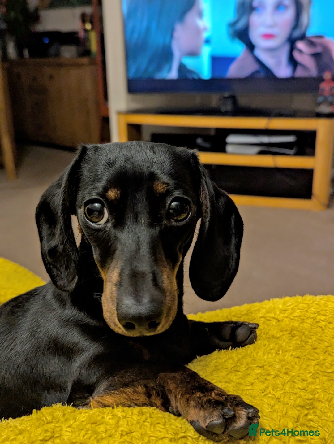 Miniature Dachshund dogs for stud: Female Minature Daschaund looking for stud - Image 2
