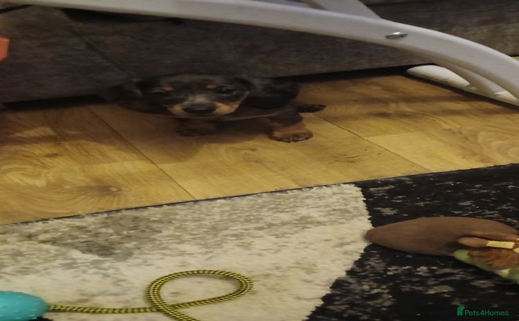Dachshund dogs - Advert 12