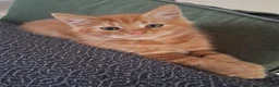 Maine Coon cats for sale: Beautiful Maine Coon Boy - Advert 4