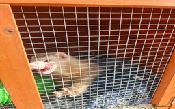 Ferret rodents for sale: 2 x male ferrets - Image 7