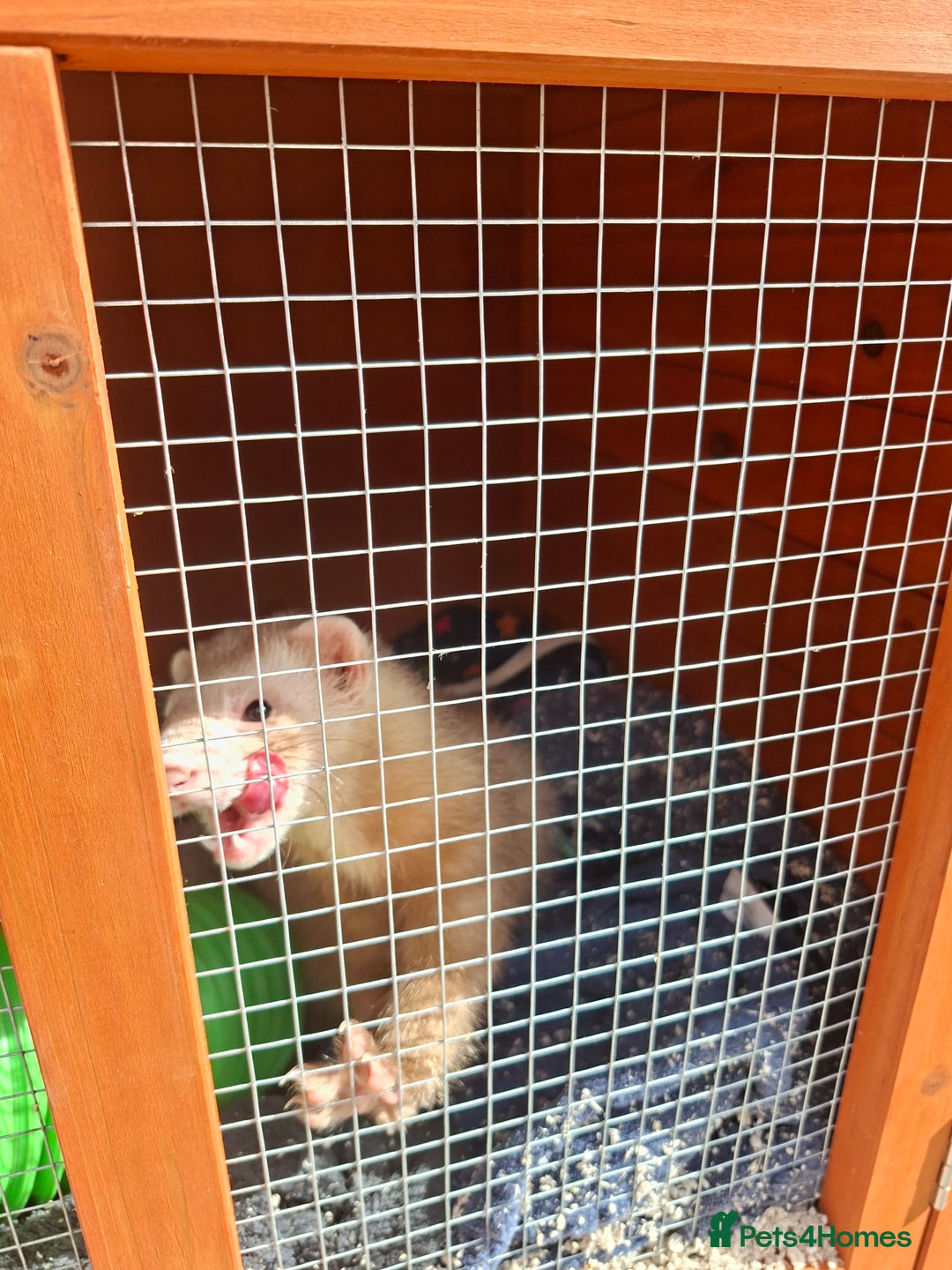 Ferret rodents for sale: 2 x male ferrets - Image 7