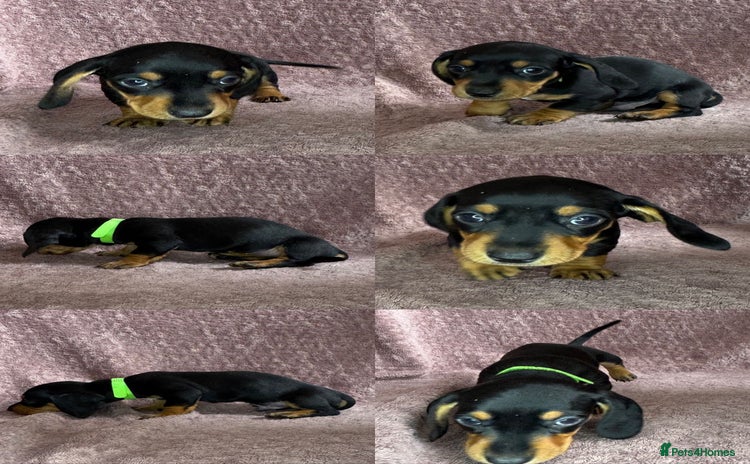 Miniature Dachshund dogs - Advert 9