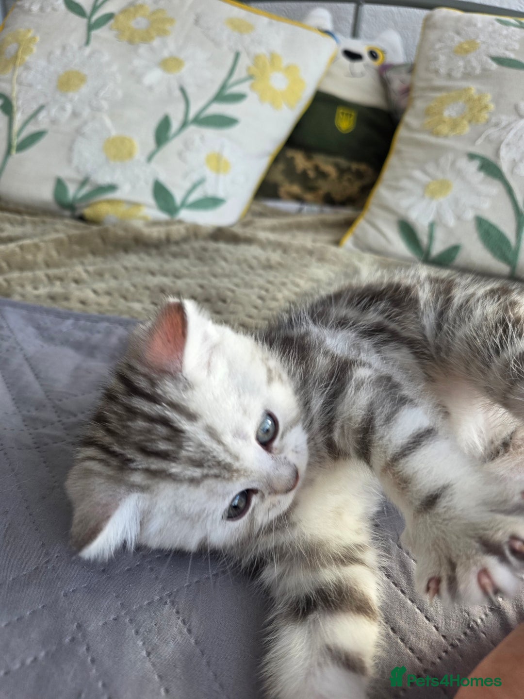 Scottish Fold cats for sale: Tabby Scottish Fold Kittens - Advert 4
