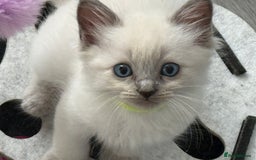 Ragdoll cats for sale: Stunning bluepoint Ragdoll kittens - Image 25