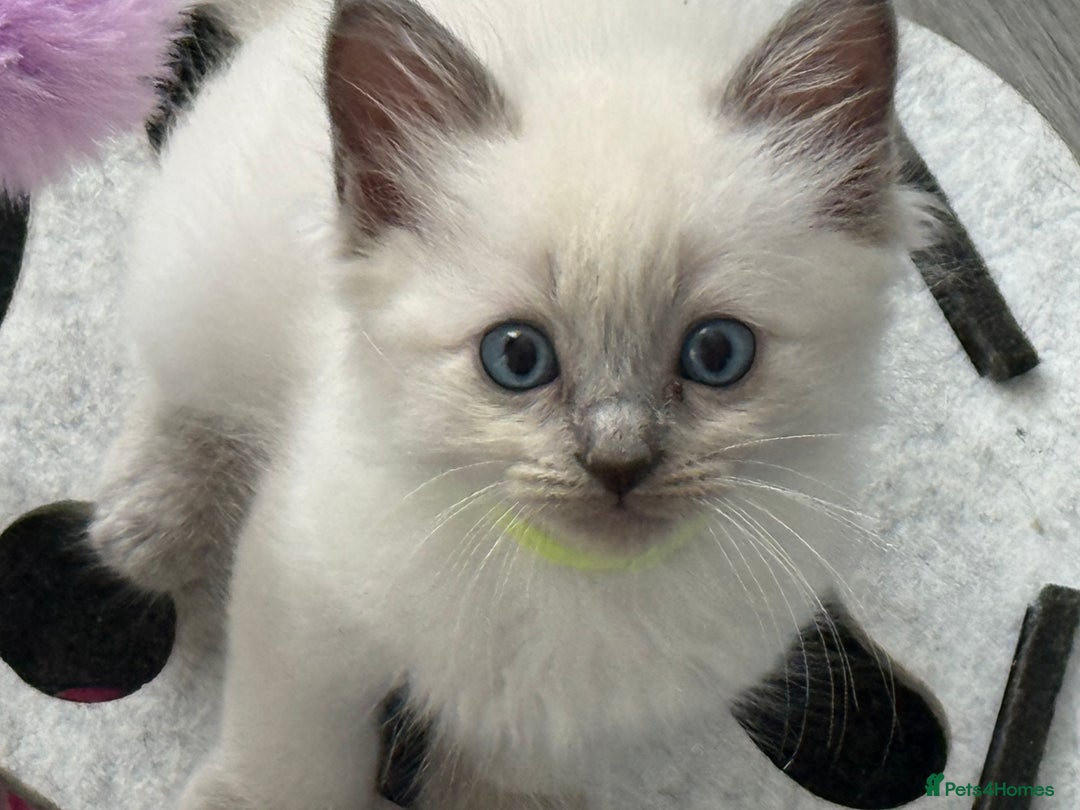 Ragdoll cats for sale: Stunning bluepoint Ragdoll kittens - Image 25