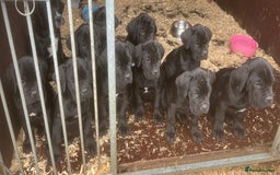 Cane Corso dogs for sale: Exceptional  - Image 21