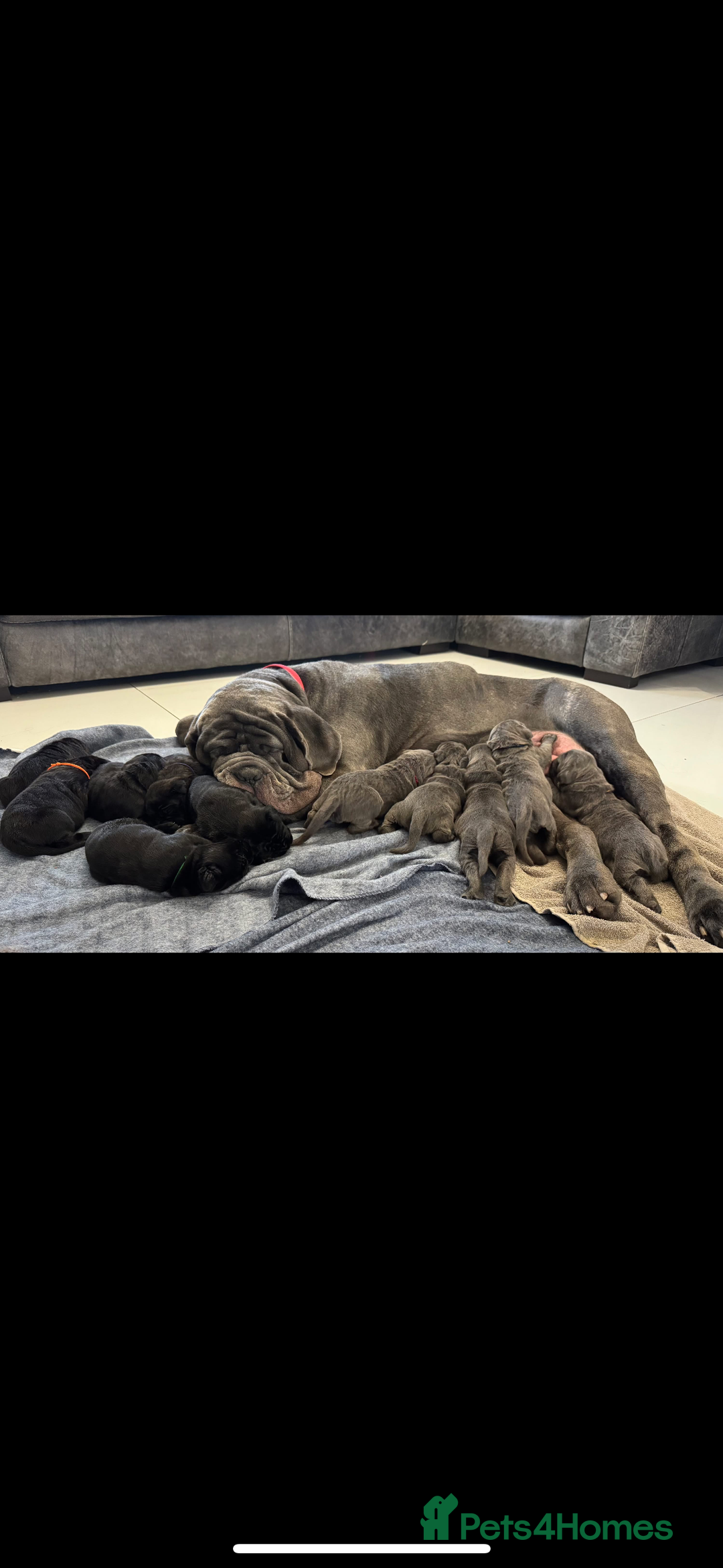 Neapolitan Mastiff dogs for sale: 2 black female Neapolitan mastiff puppies  - Advert 2