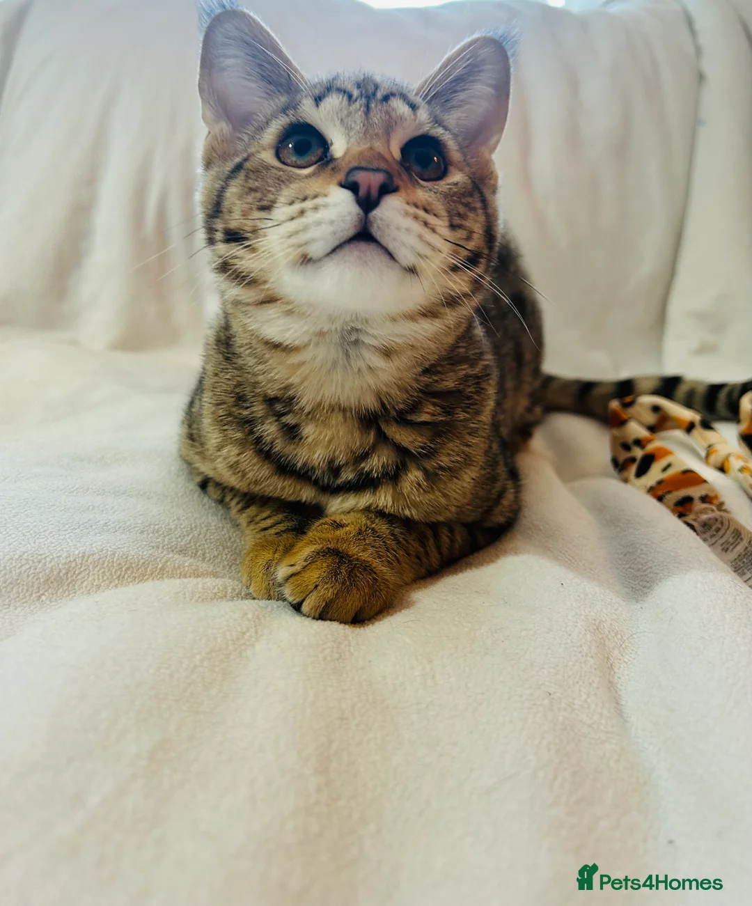 Savannah cats for sale: ✨ Special F2 Savannah Female ✨ - Advert 5