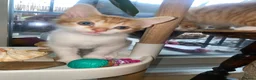 Mixed Breed cats for sale: Beautiful Ginger Kittens!  in London - Advert 21