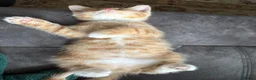 Mixed Breed cats for sale: GINGER TABBY KITTENS - Advert 2