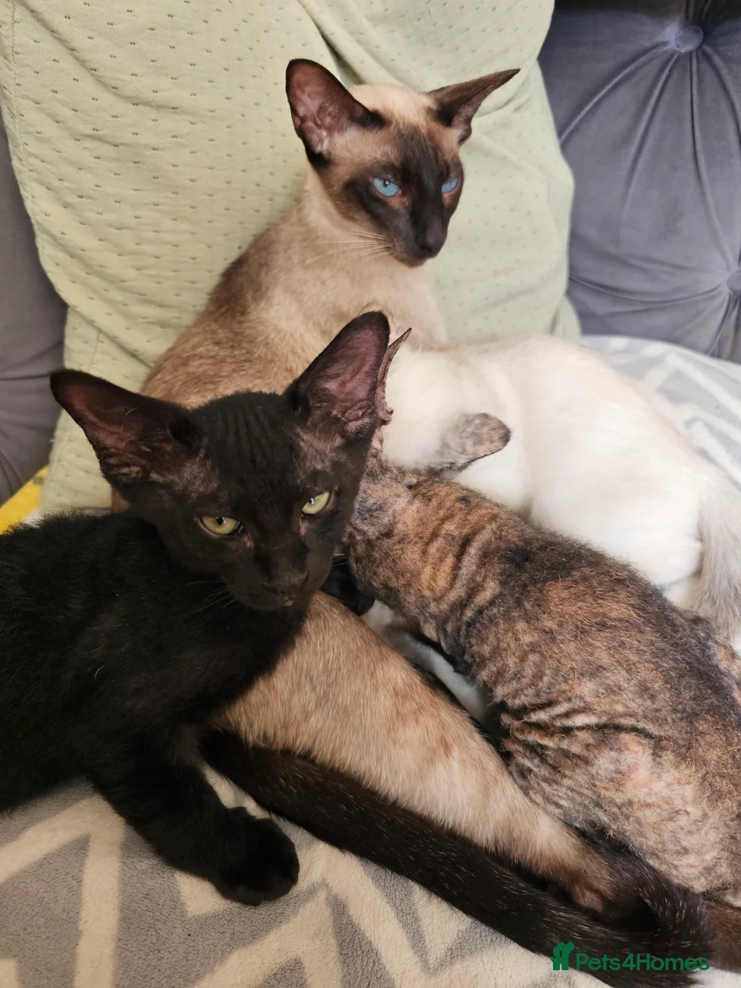 Siamese cats for sale: Siamese X Sphynx kittens - Advert 4