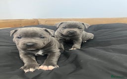 Staffordshire Bull Terrier dogs for sale: READY TO GO 2x BEAUTIFUL BLUE BOYS - Image 1