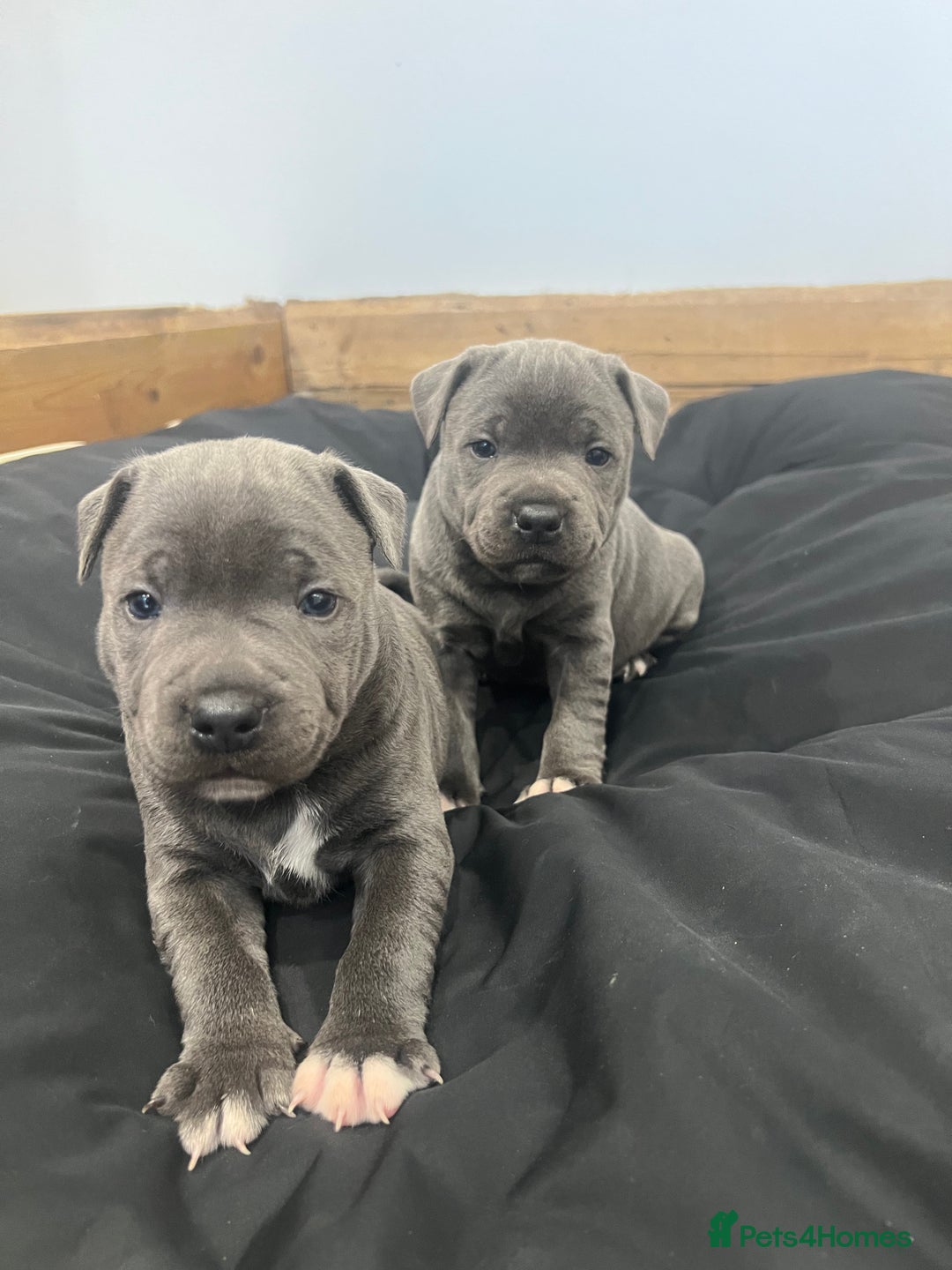 Staffordshire Bull Terrier dogs for sale: READY TO GO 2x BEAUTIFUL BLUE BOYS - Image 1