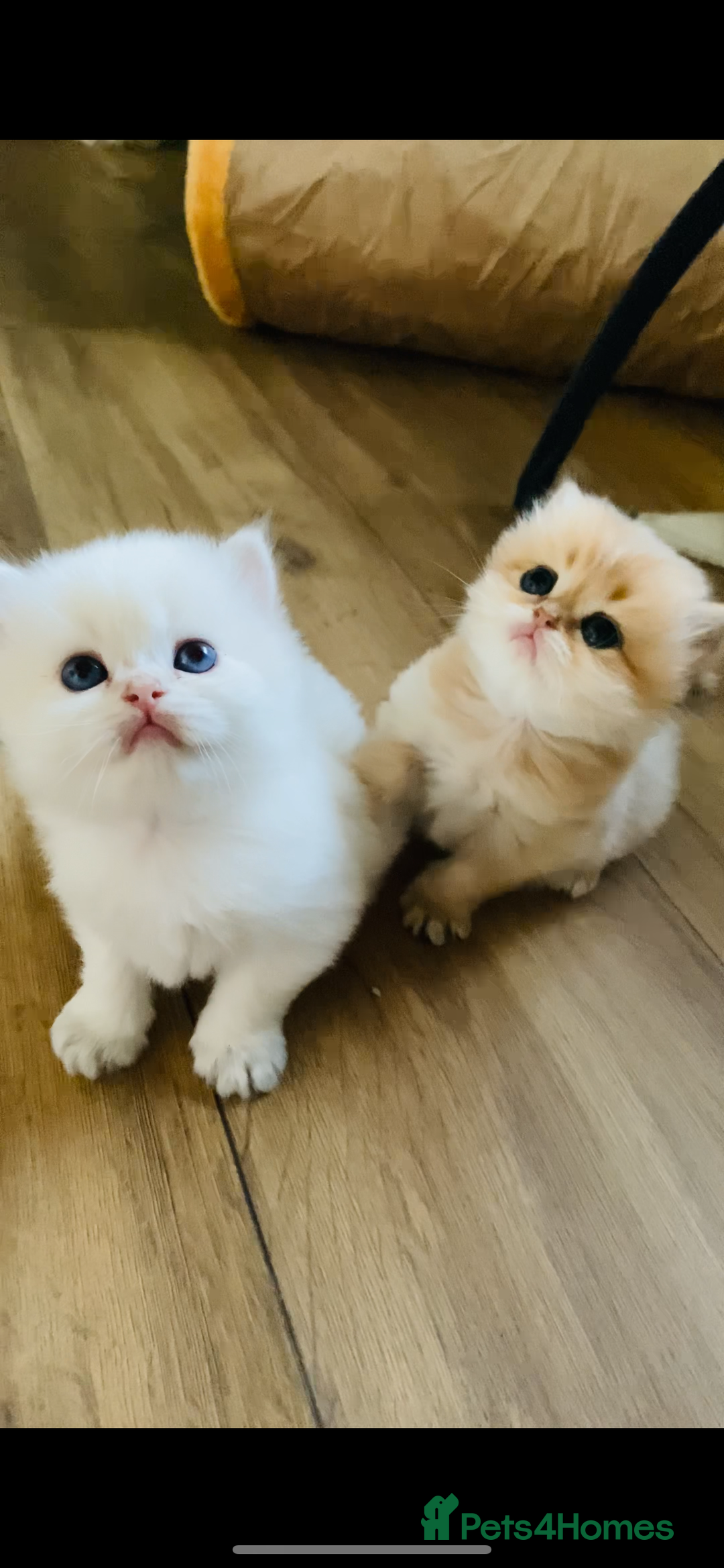 British Longhair cats for sale: 🐾🤩❤️Gold Angels - tiny stars 🐾❤️🐱 - Image 13