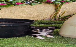Chihuahua dogs for sale: Long coat Stunning K.C Reg. Puppies **READY NOW** - Image 20