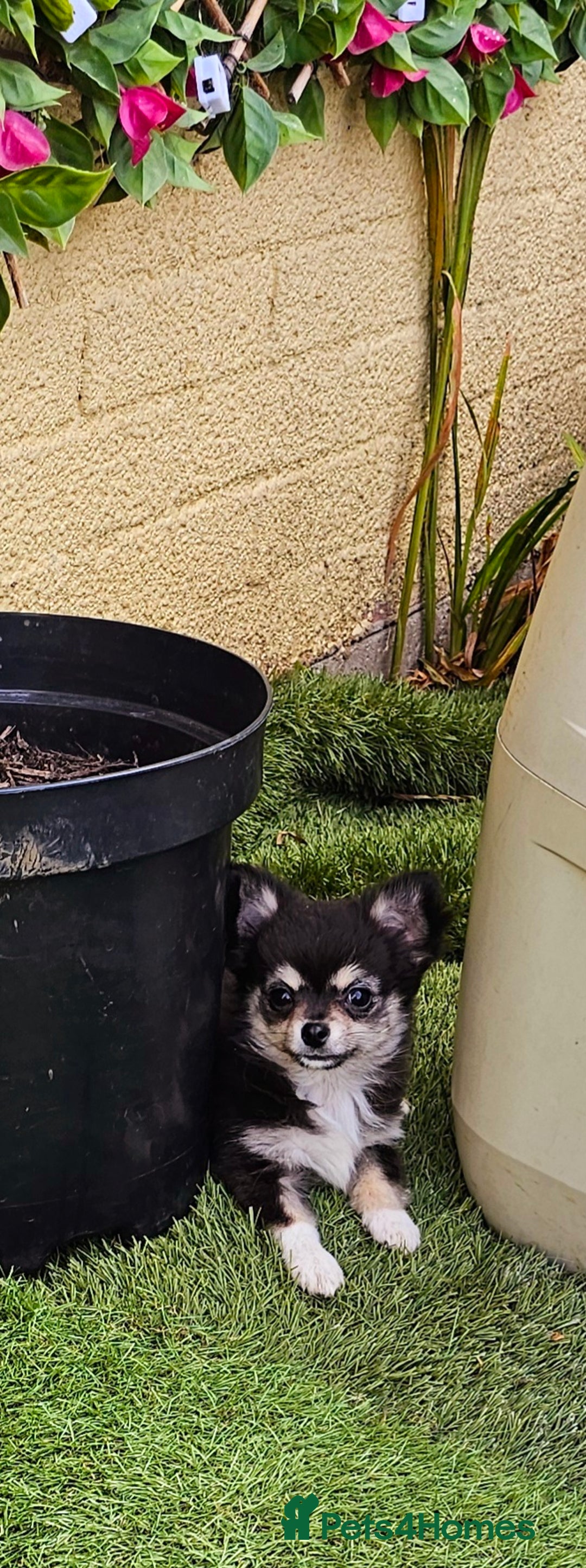 Chihuahua dogs for sale: Long coat Stunning K.C Reg. Puppies **READY NOW** - Image 20